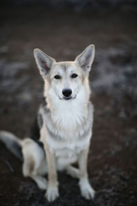 Portrait of dog looking away