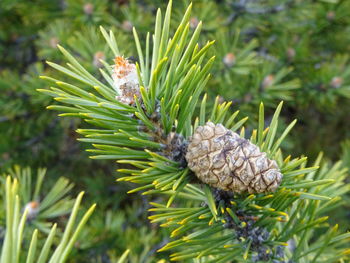 Close-up of pine cone on tree