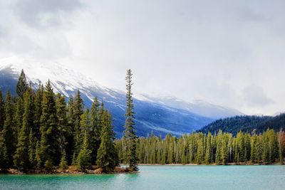 Scenic view of pine trees and mountains against sky