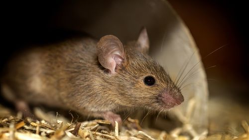 Close-up of mouse