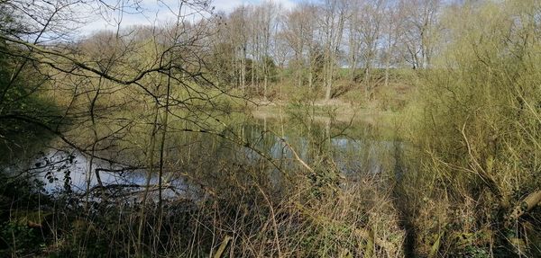 Scenic view of lake