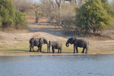 Elephants drinking water