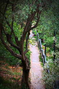 View of trees in forest