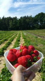 Close-up of hand holding strawberries in container against field