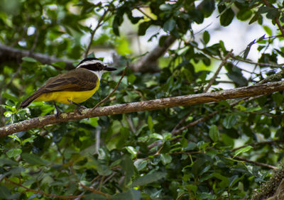 Bird perching on a branch