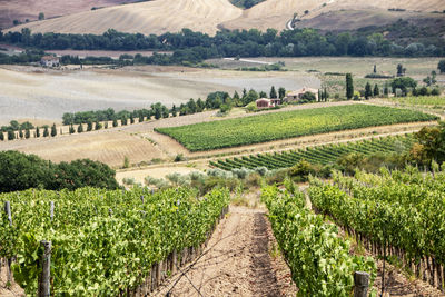 Scenic view of vineyard