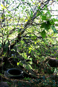 Close-up of fresh green plants