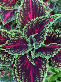 High angle view of flowering plant