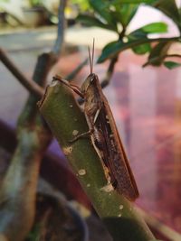 Close-up of insect on plant