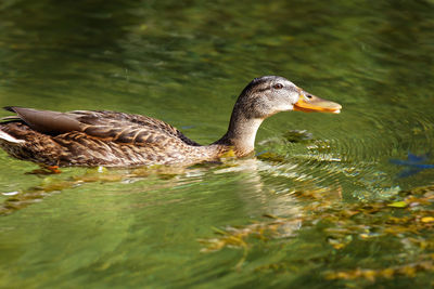 The mallard from mreznica river, croatia