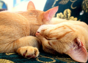 Close-up of cat sleeping