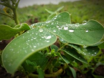 Close-up of raindrops on leaves
