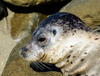 Close-up of sea lion on sand at beach