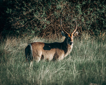 A male waterbuck stops grazing in a marsh and peers over at us
