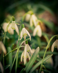 Close-up of white flowering plant