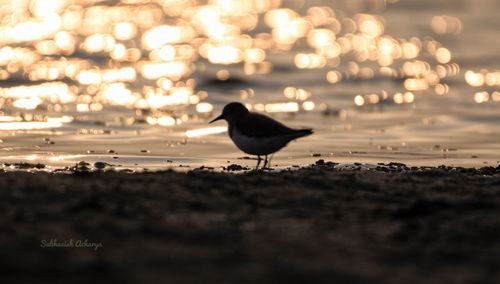 Bird on beach