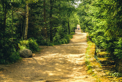 Footpath amidst trees in forest