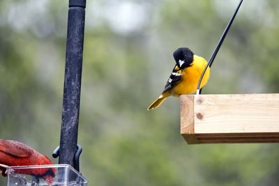 Close-up of bird perching on wood