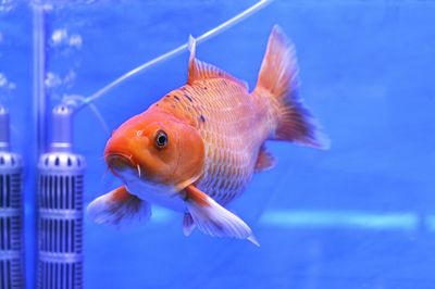 Close-up of fish swimming underwater