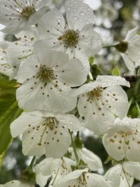 Close-up of white cherry blossom
