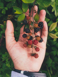 Midsection of person holding fruits