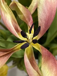 Close-up of yellow flowering plant