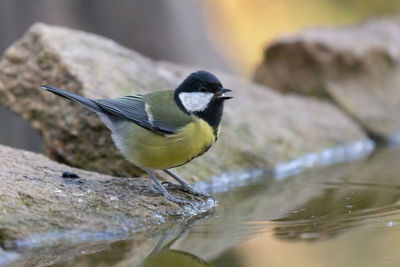 Close-up of bird perching on rock