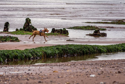 Side view of dog on beach