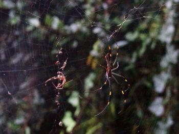 Close-up of spider web