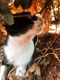 Close-up of cat looking away