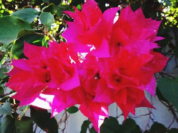 Close-up of pink flowering plant