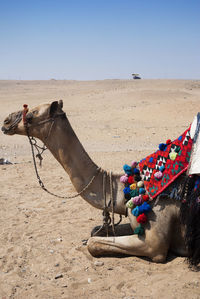 Side view of camel on sand