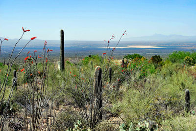 Plants growing by sea against sky