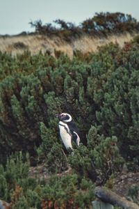 Bird perching on a tree