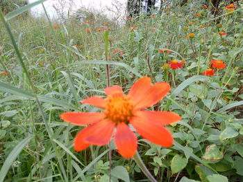 Close-up of red flowering plant on field