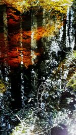 Reflection of trees in lake