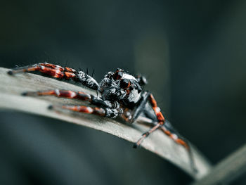 Close-up of spider