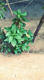 High angle view of plant growing on field