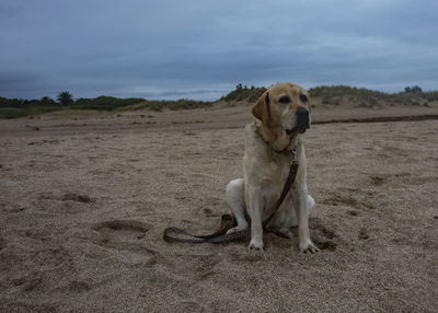 Dog sitting on sand