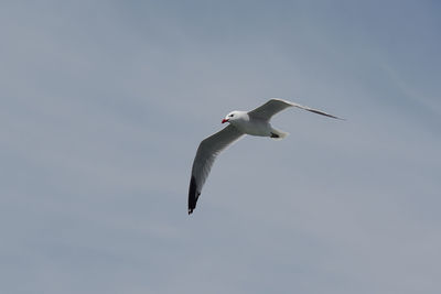 Low angle view of seagull flying in sky