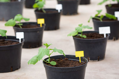 Close-up of potted plant in pot