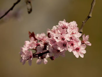 Close-up of pink cherry blossom