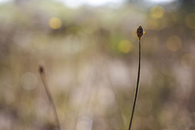 Close-up of flowering plant