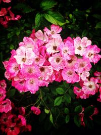 Close-up of pink flowers