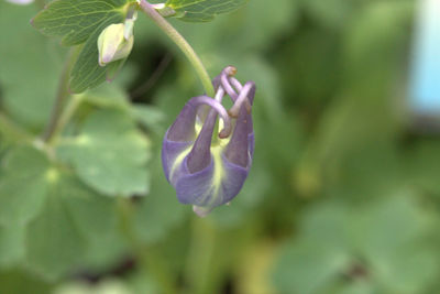 Close-up of purple flowers blooming in park