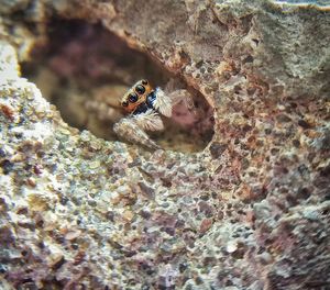 Close-up of insect on rock