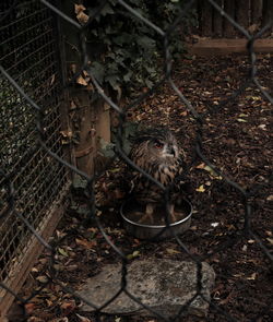 High angle view of cat on chainlink fence