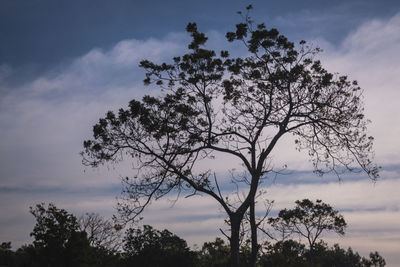 Low angle view of silhouette tree against sky