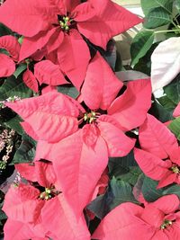 Close-up of pink bougainvillea plant