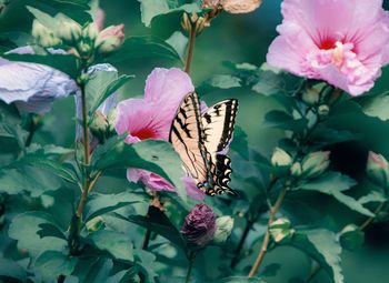 Close-up of butterfly pollinating on pink flower